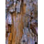 «Loon Peak® Fitzharris, Tim», art sur toile tendue sous le titre «Yellow Cedar Trunk»