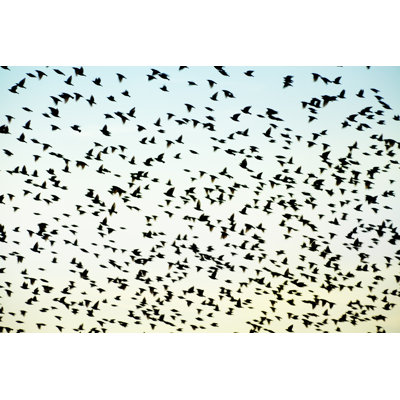 Flock of Starlings by Percds