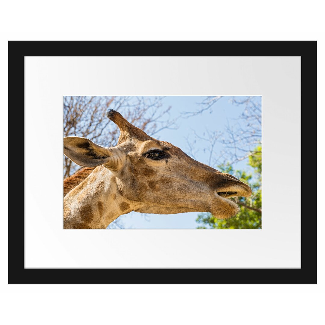 Gerahmtes Poster Anmutige Giraffe isst