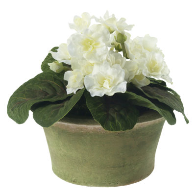Blooms African Violet Plant In Terracotta Planter