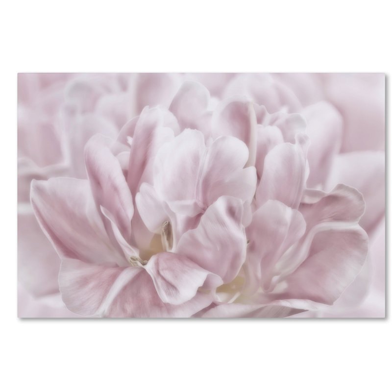 « double rose tulipe », reproduction de photo sur toile tendue, H 16 po x l 24 po x P 2 po