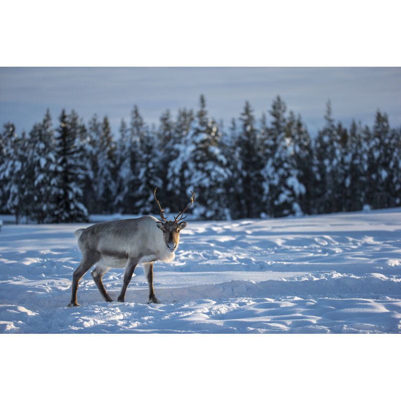 Caribou - Wrapped Canvas Print, 51cm H x 76cm W x 3.8cm D
