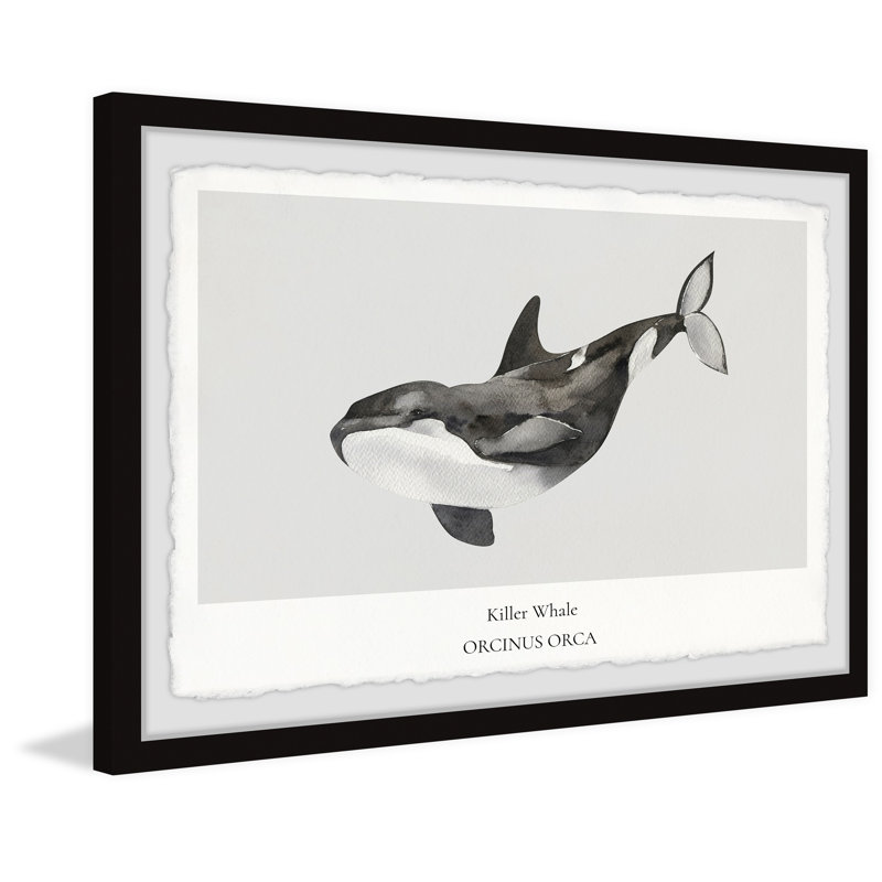 Orcinus Orca by Marmont Hill - Single Picture Frame Painting, 20cm H x 30cm W x 3.81cm D