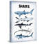 Assortiment de requins, reproduction sur toile tendue-295462865