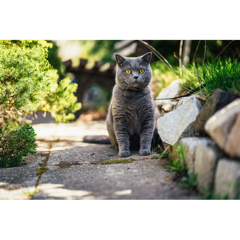 British Shorthair Cat In The Garden by Danny Buehring - Wrapped Canvas Print, 51cm H x 76cm W