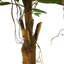 100Cm Artificial Ficus Plant in Pot