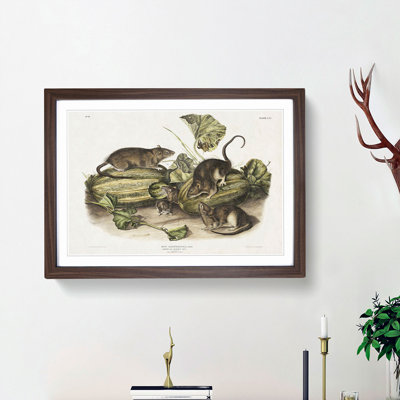 Brown Rats by J.W. Audubon - Picture Frame Graphic Art Print