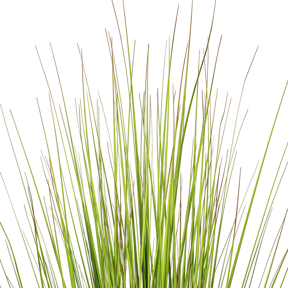 Lemongrass Plant in Pot, 60" H x 11" W x 11" D