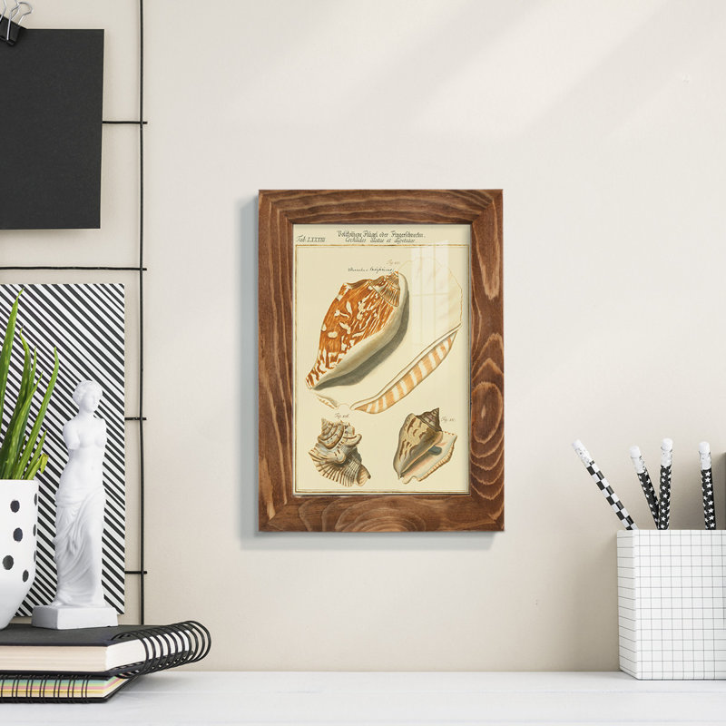 Coquilles de martini antique III sur papier, H 6 po x l 4 po x P 1 po, Noyer