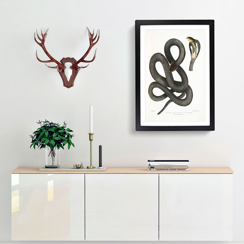 Black Cobra Capella Snake by John Edward Gray - Picture Frame Art Print, Black Framed, 65cm H x 48cm W x 2cm D
