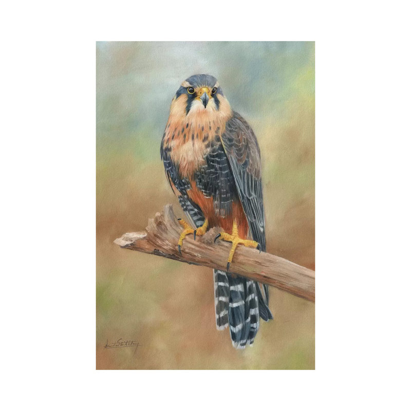 Aplomado Falcon by David Stribbling - Wrapped Canvas Print, 101.6cm H x 66.04cm W
