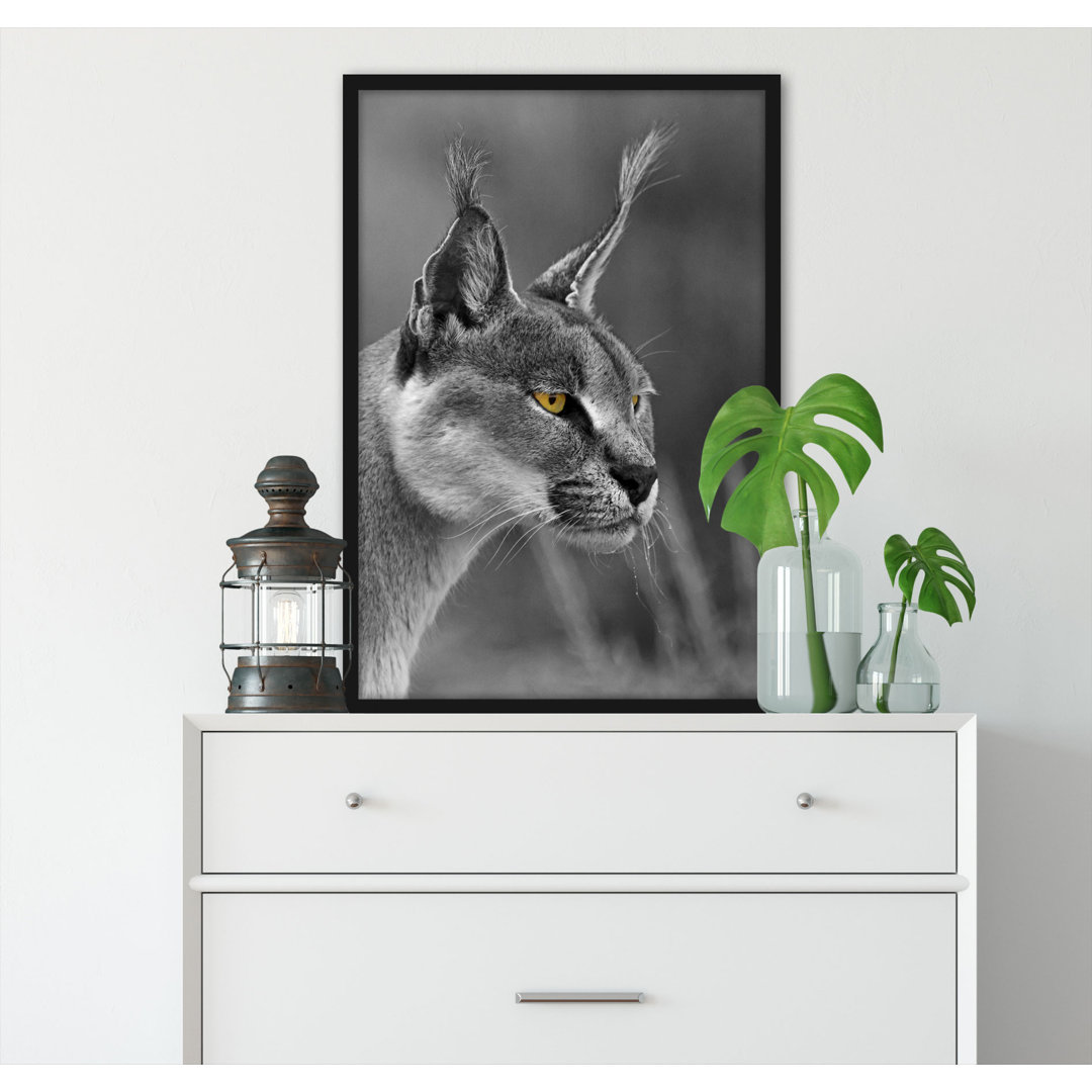 Gerahmtes Foto "Schönes Caracal"