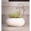 Dimitritchka Planter-424995078
