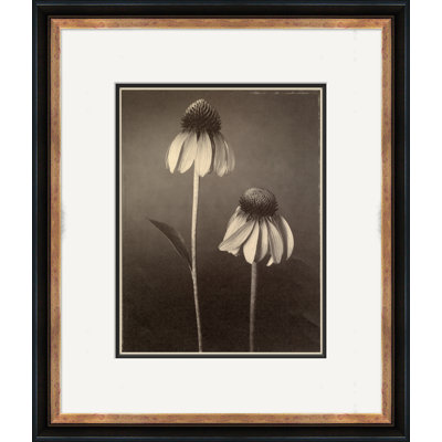 Sepia Flowers 22 Giclee Print by Soicher Marin Archives