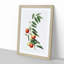 Chinese Jujube Plant by Giorgio Gallesio - Picture Frame Painting Print-55545984-55545986