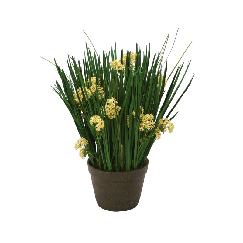 Herbe d'oignon 25 po