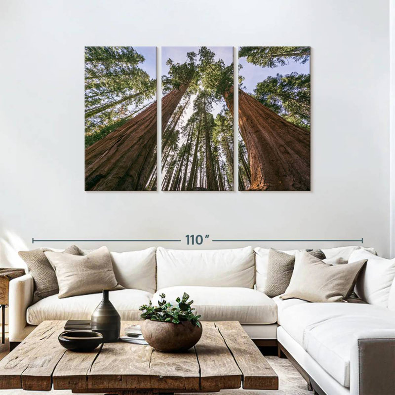 Sequoias From Below, 48" H x 74" W