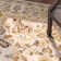 Halleh Hand Hooked Performance Floral Rug