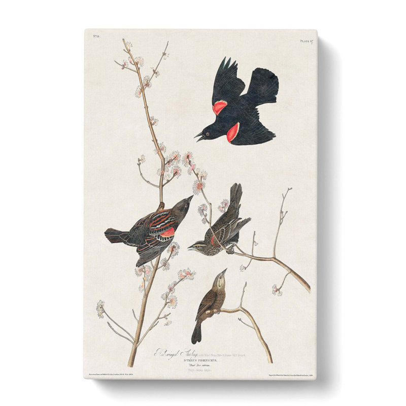 Starling by John Audubon - Wrapped Canvas, 76cm H x 50cm W x 3cm D
