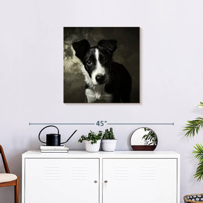 Brampt Border Collie Puppy