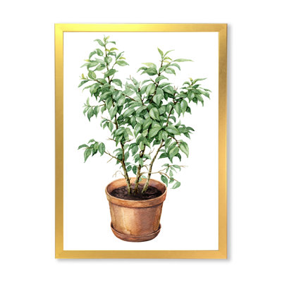 " Ficus Benjamina In Clay Flowerpot " Painting Print
