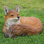 Fox Laying Down Statue