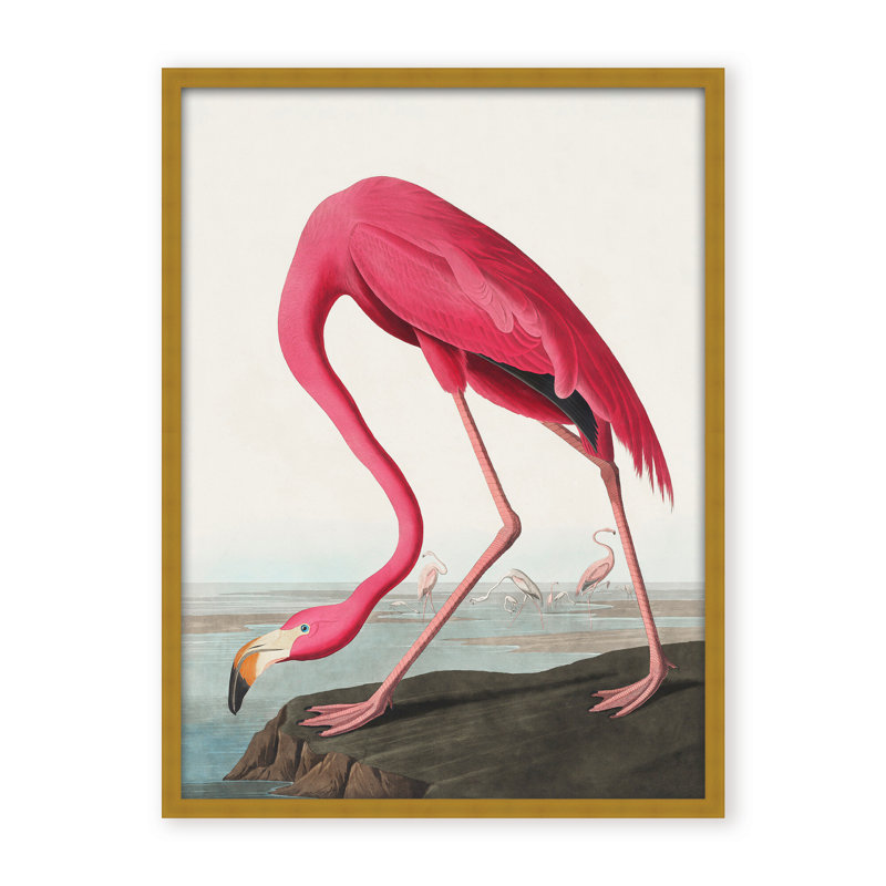 Coastal Retreat Pink Flamingo II From Birds Of America (1827), 48" H x 36" W x 1.125" D, Framed Print, Gold