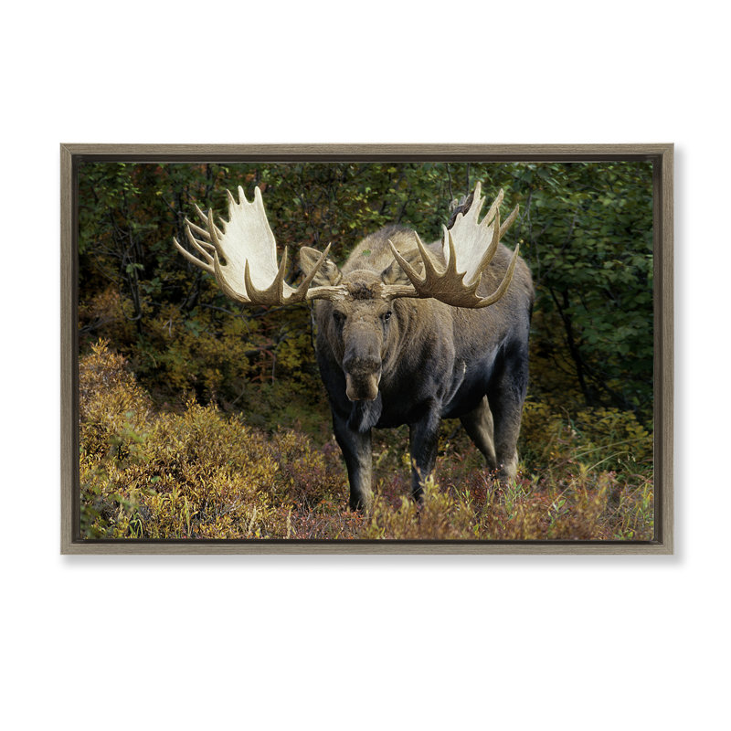 Toile encadrée «Bull Moose Face Off Off» par Shane Lamb, Cadre flottant orme Montalcino, H 17 po x l 25 po