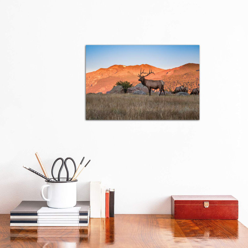 Elk In The Rocky Mountains by Eric Fisher - Wrapped Canvas Print, 30.48 cm H x 45.72 cm W