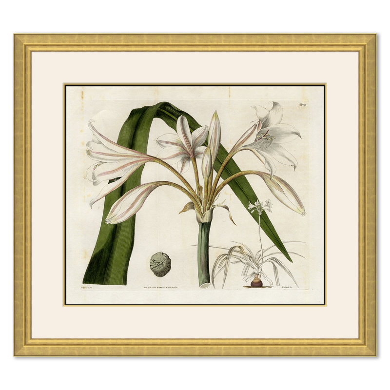 Curtis Floral Studies Giclee Print