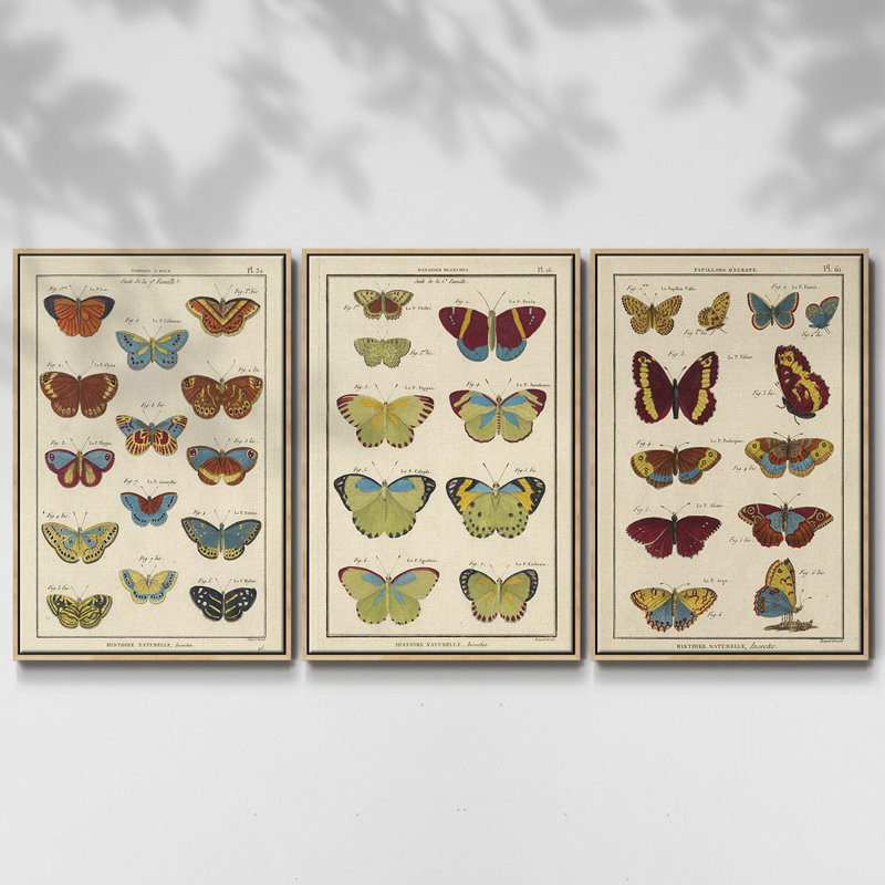 Histoire Naturelle Papillons I, ensemble de 3 toiles encadrées, Bois naturel, H 27 po x l 54 po