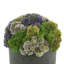 Multi Colored Sedum in Black Planter-1606536661-1606536660