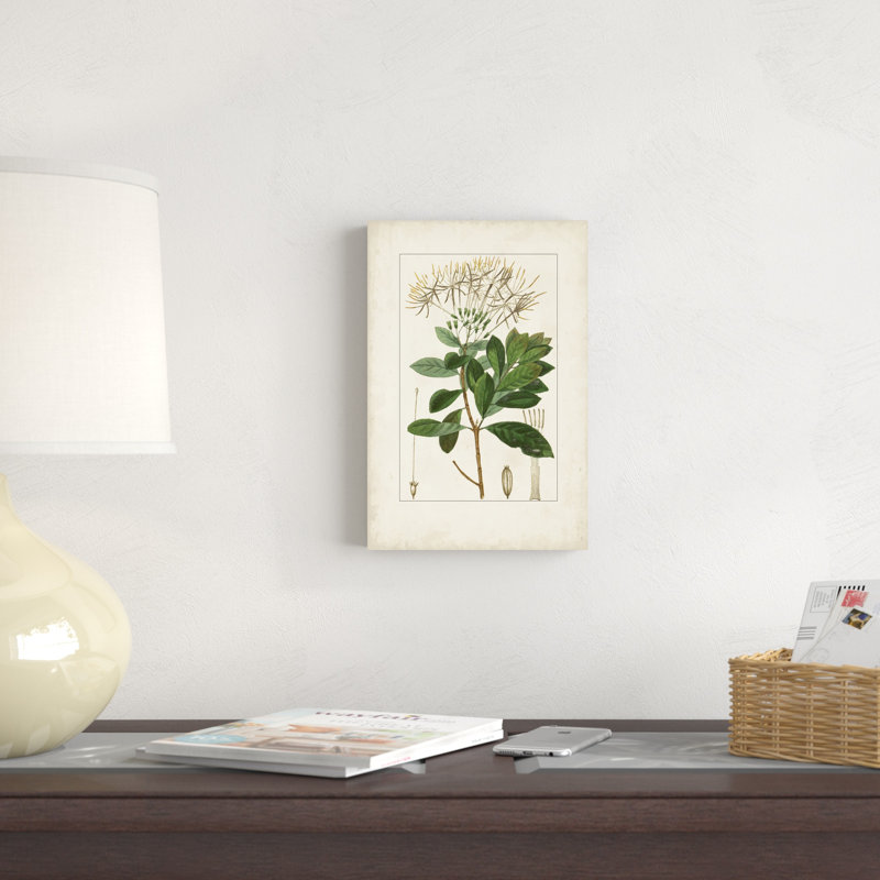 Antique Turpin Botanical II, H 12 po x l 8 po
