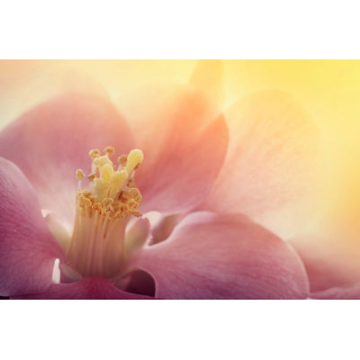 Pink Flower - Wrapped Canvas Print