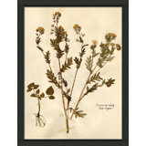Pressed Botanical 28 Print