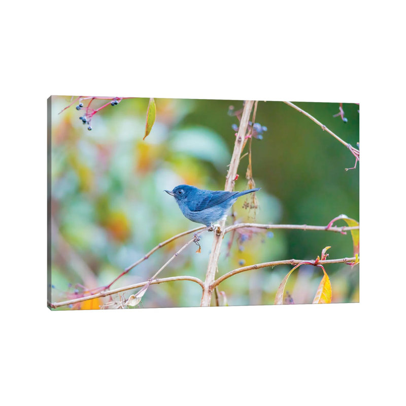 Central America, Costa Rica. Male Slaty Flowerpiercer. by Jaynes Gallery - Wrapped Canvas Gallery-Wrapped Canvas Giclée