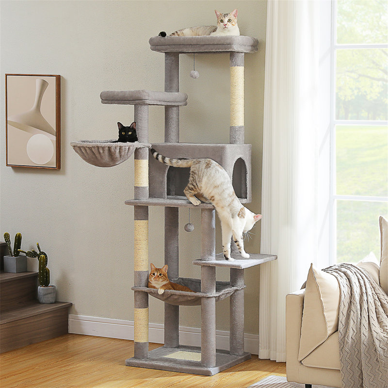 Arbre à chat, Gris clair
