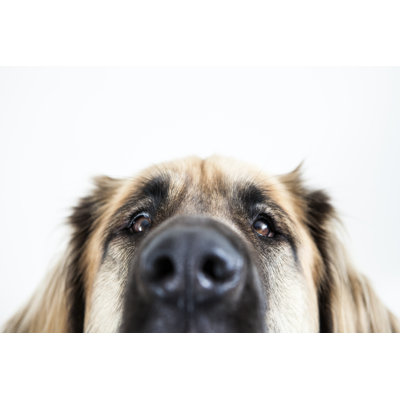 Leonberger Dog - Wrapped Canvas Print