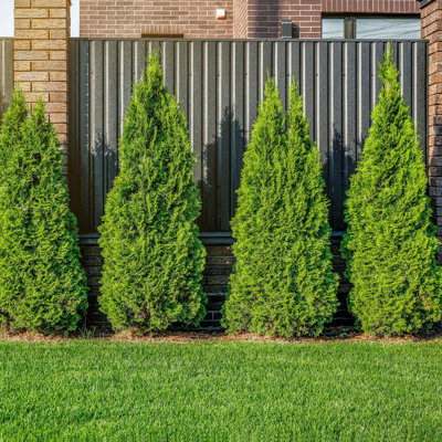 1 gal. Arborvitae Emerald Green