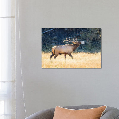 États-Unis, Wyoming, parc national de Yellowstone, Bull Elk Bugles in the Crisp Autumn Air par Elizabeth Boehm - Photographie sur toile tendue