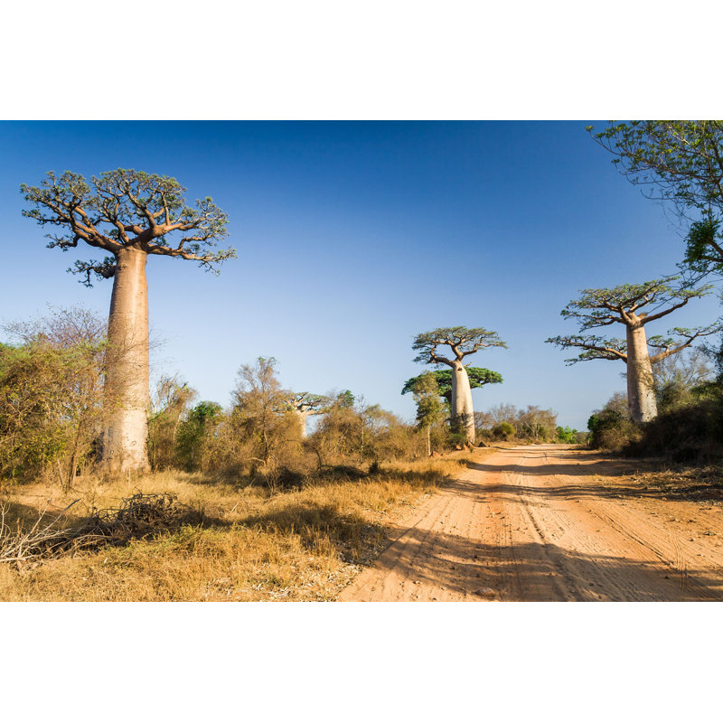 Baobabs, H 8 po x l 12 po