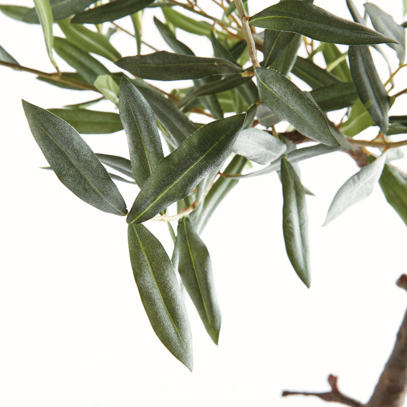 ENSEMBLE D'OLIVES 40 po