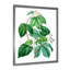 Feuilles de plantes III - Reproduction de photo sur toile-59639334-59639329