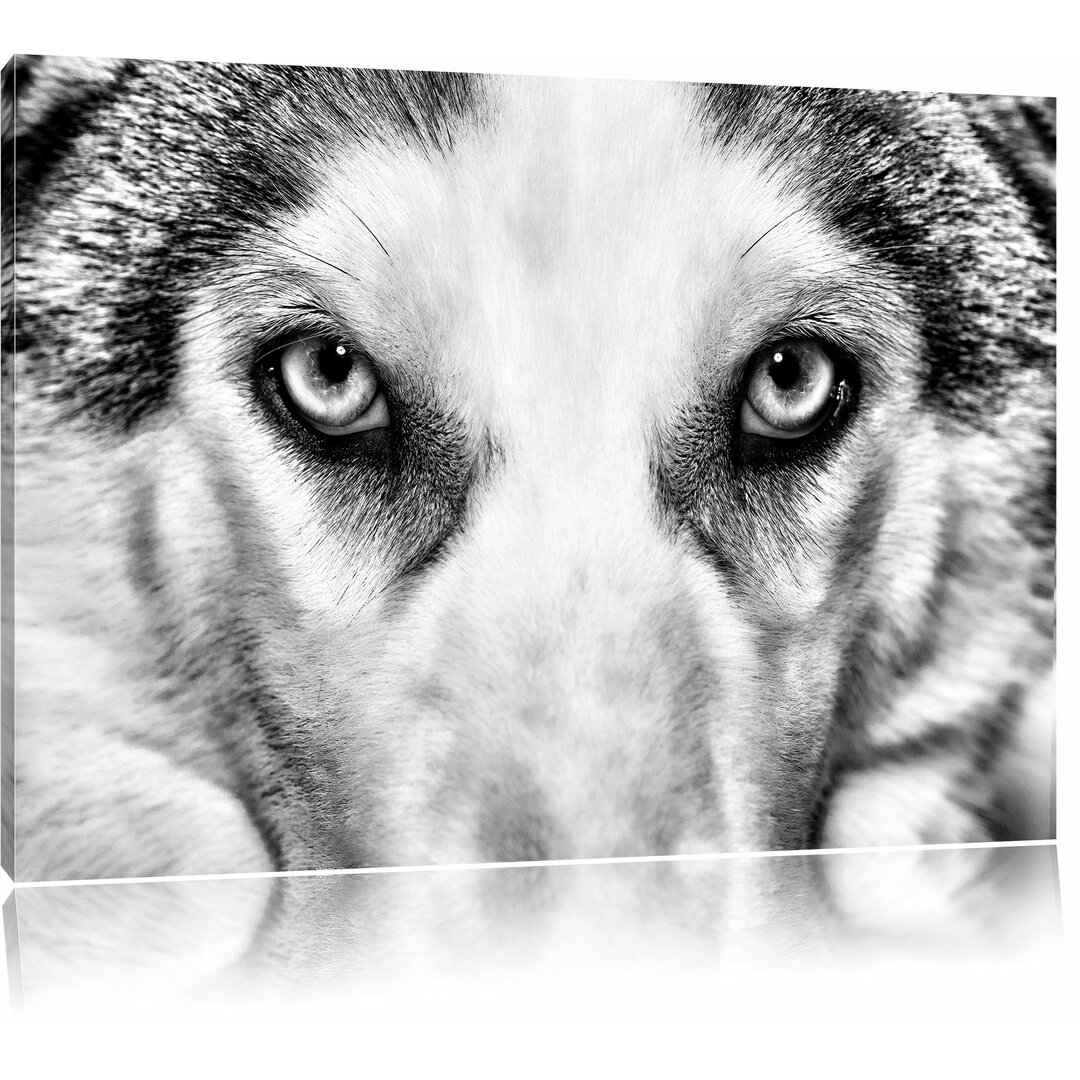 Leinwandbild Husky mit Eisblauen Augen in Monochrom