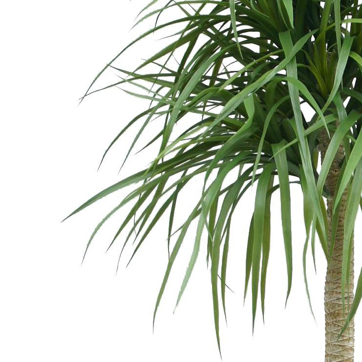 Annitte Faux Palm Tree in Pot Liner, 180cm H x 60cm W x 60cm D
