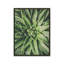 «Dew Drop Succulent» par Susan Ball, reproduction d'art-1311497948-1311497956-1311497962