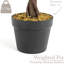 Rubens 91.4cm Tree in Pot