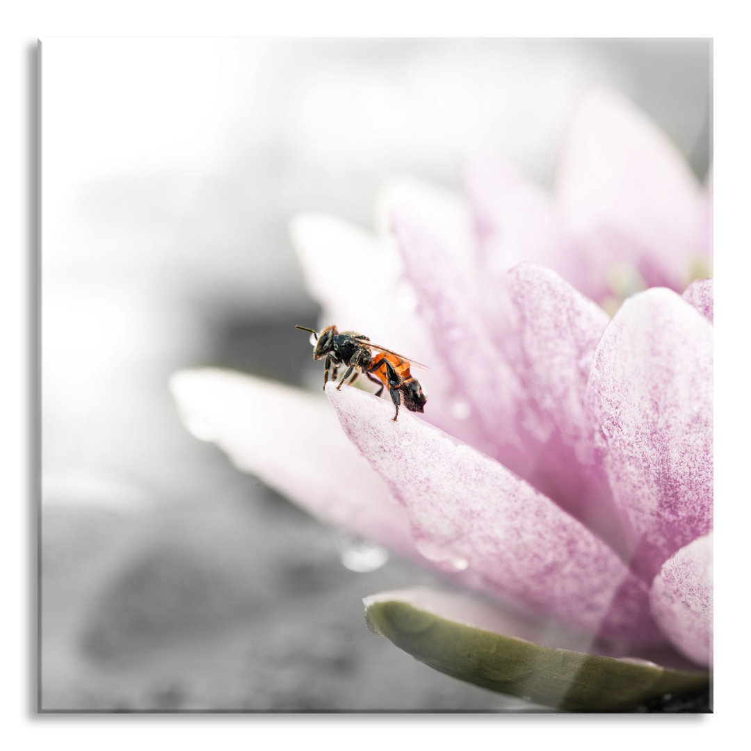 Glasbild "Süße Biene Auf Seerosenblüte"