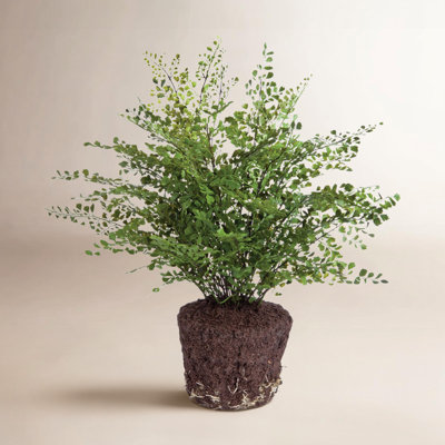 23" Fern Tree with Base Included
