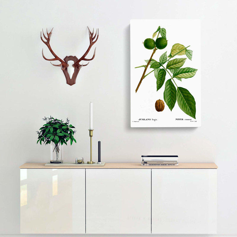 English Walnut Tree by Pierre-Joseph Redoute - Wrapped Canvas Painting, 76cm H x 50cm W x 3cm D